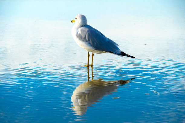 skimmer