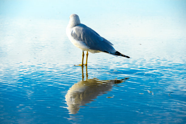 skimmer