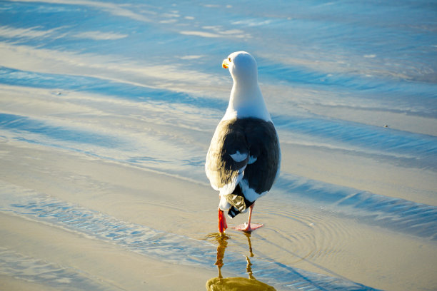 skimmer