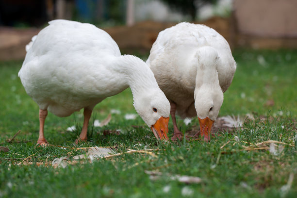 goose