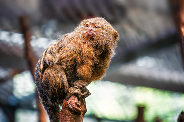 marmoset