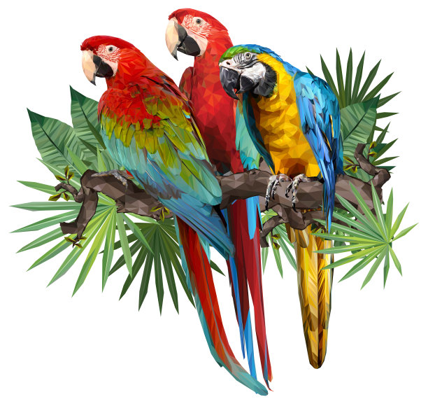 macaw