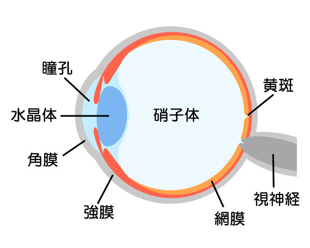 retina