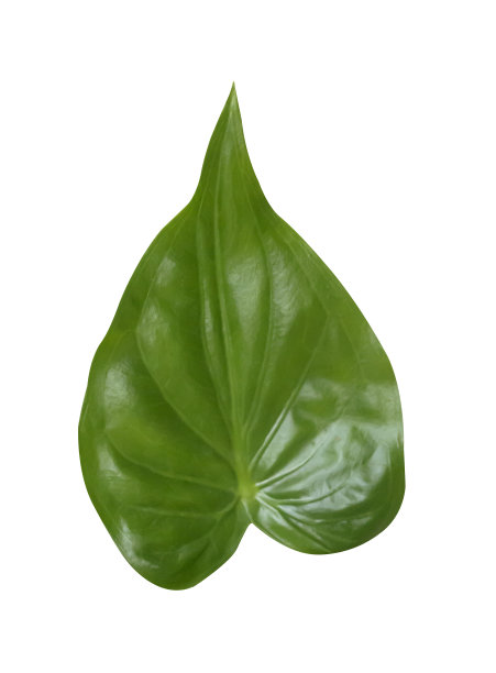 叶子,春天,植物