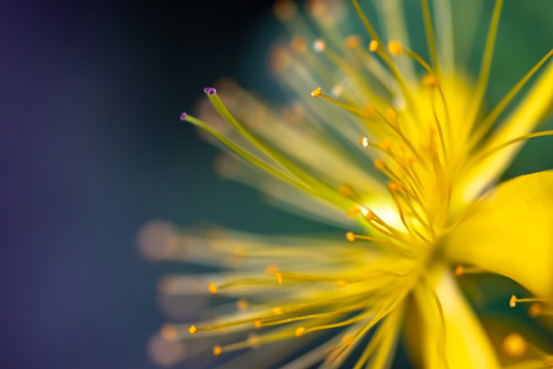 stamens