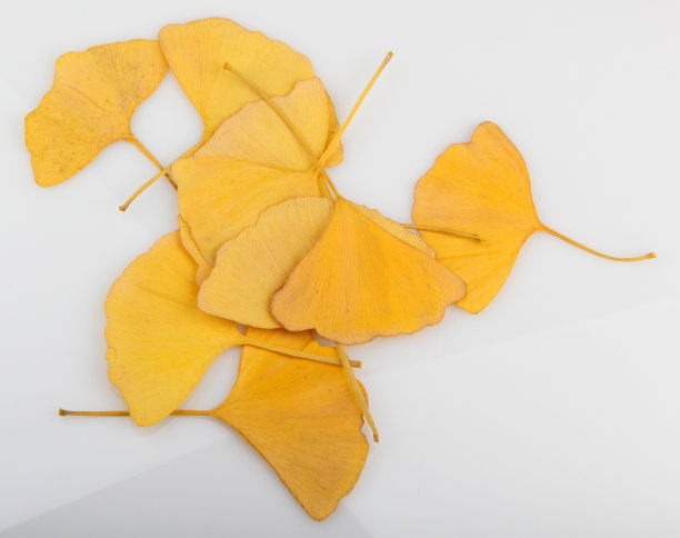 顺势医学,植物学,枝