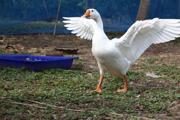 goose