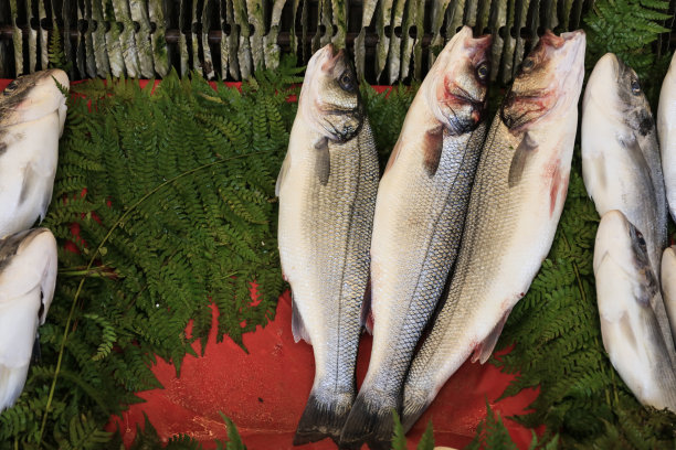 rockfish