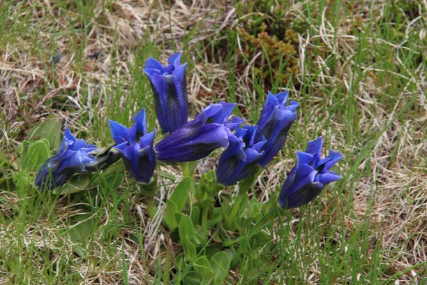gentian