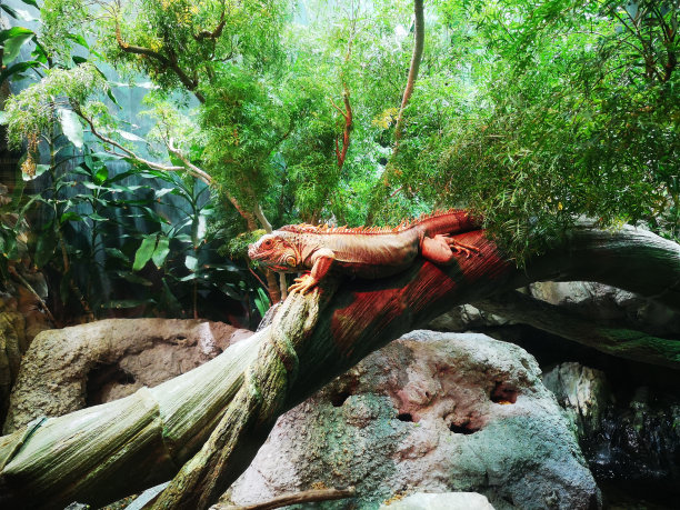 reptilia
