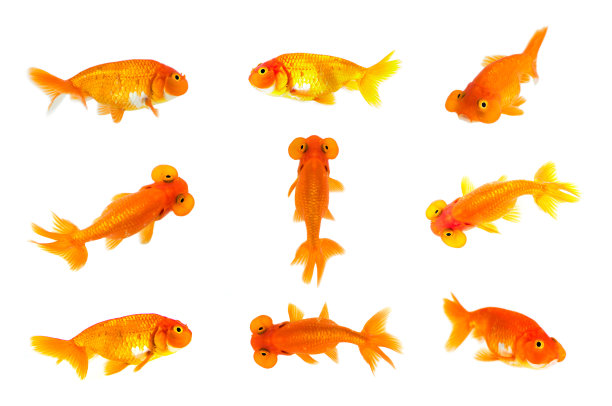 carassius