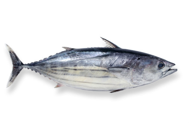 tuna