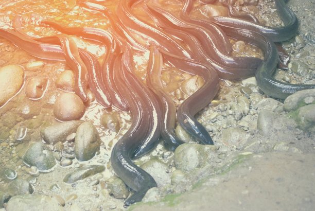 eel