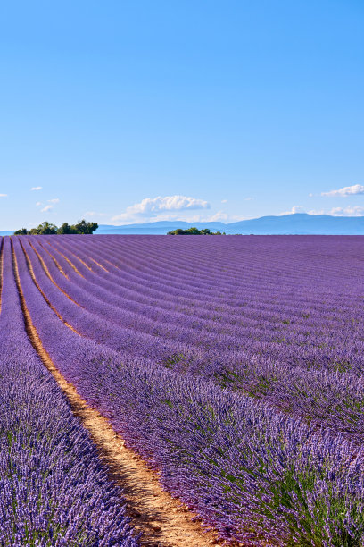 provence
