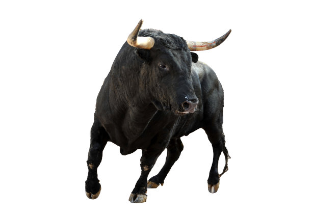 bull