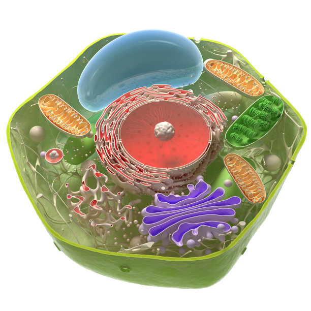 cells