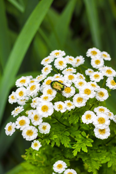 pyrethrum
