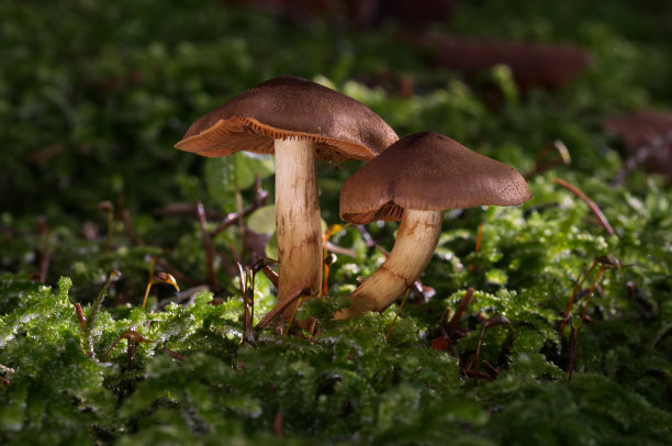 cortinarius