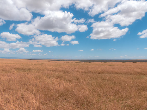 savanna