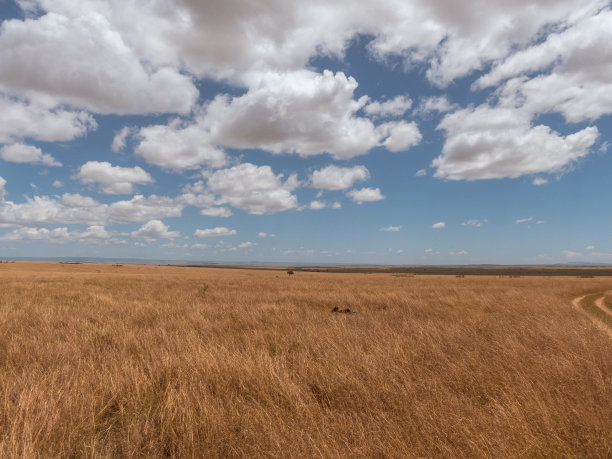 savanna
