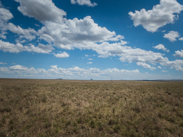 savanna