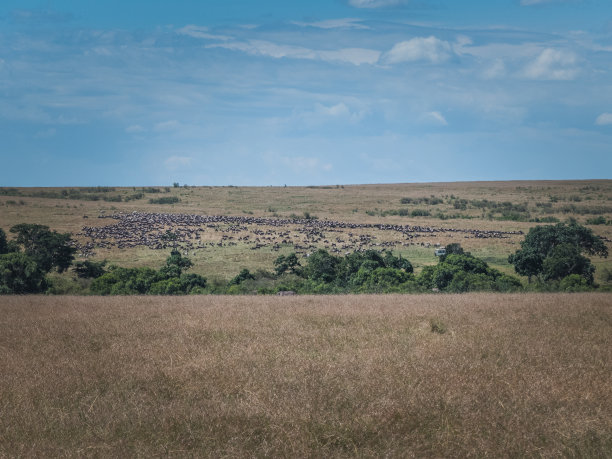 savanna