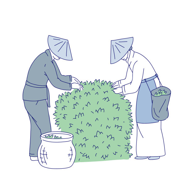 茶叶线稿