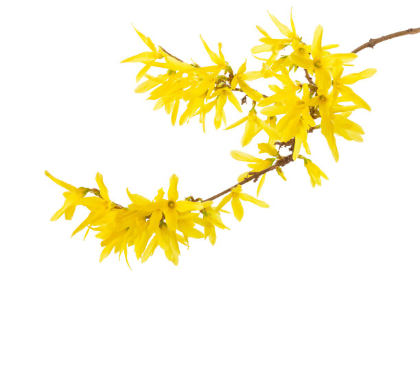 forsythia
