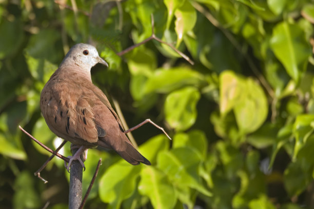 dove