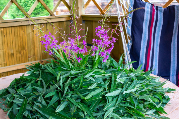 epilobium