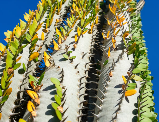 ocotillo