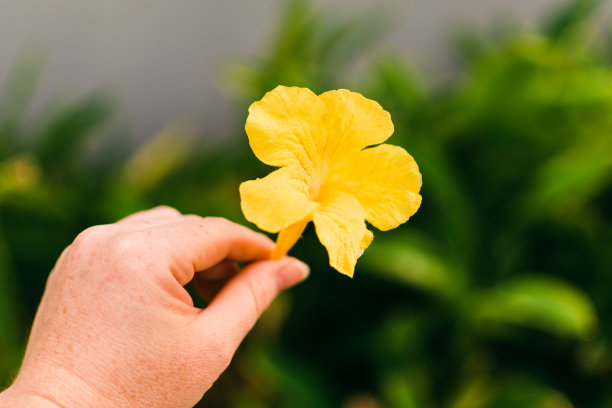 手持金铃花