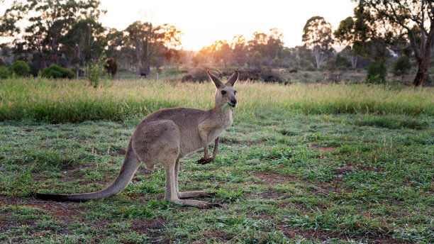 kangaroo