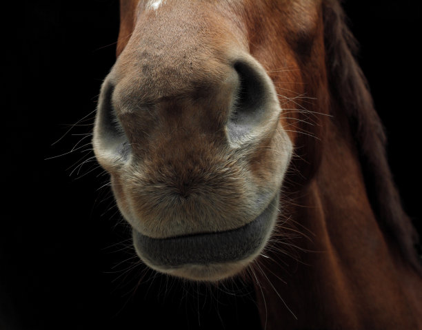 muzzle