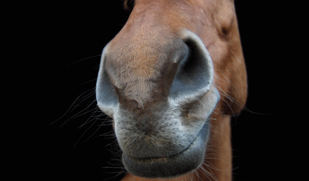 muzzle