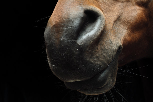 muzzle