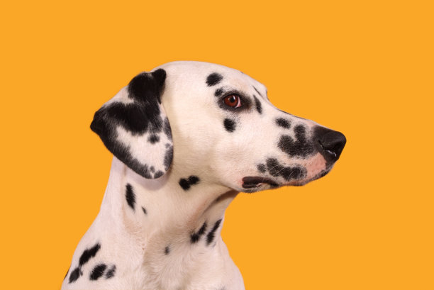 dalmatian