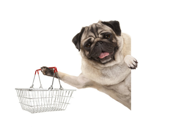 pug