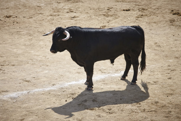 toro
