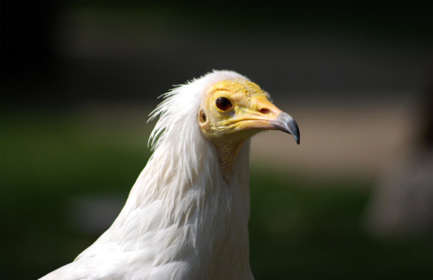 buzzard