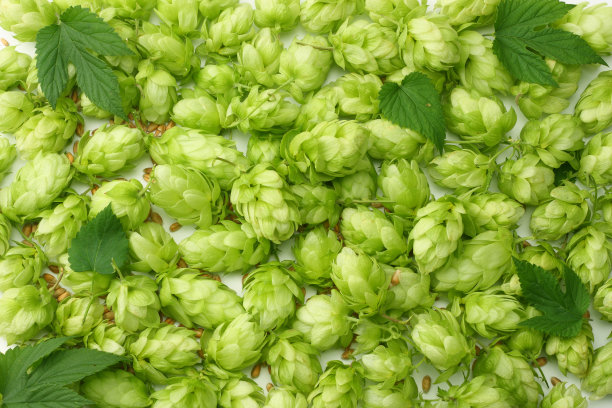 bitter