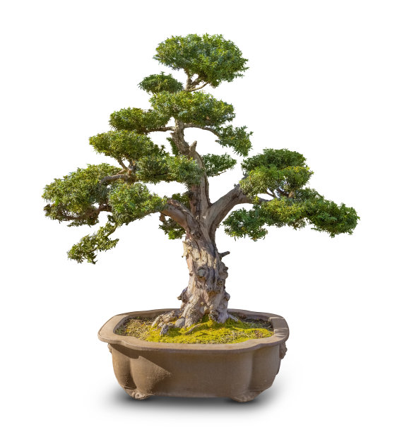 bonsai