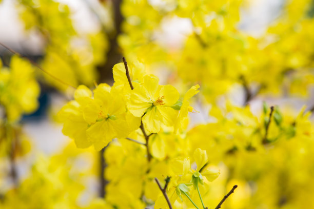 春节花坛装饰