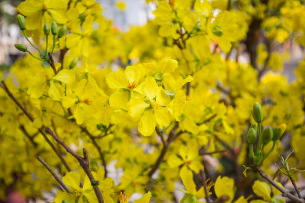 春节花坛装饰