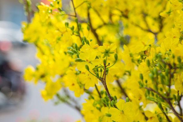 春节花坛装饰