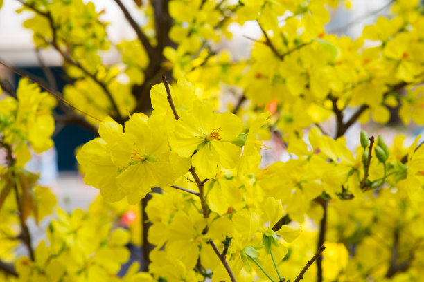 春节花坛装饰