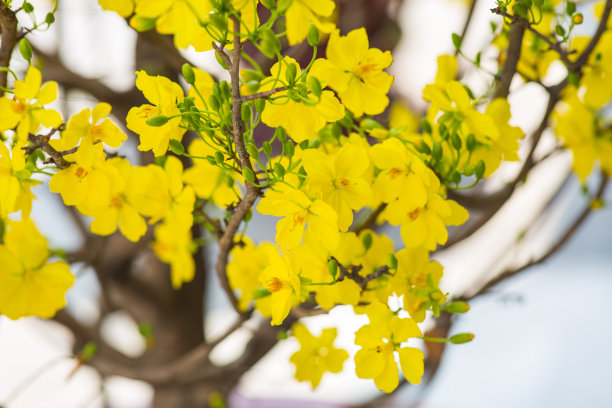 春节花坛装饰