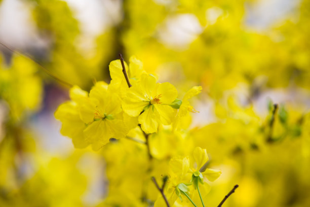 春节花坛装饰