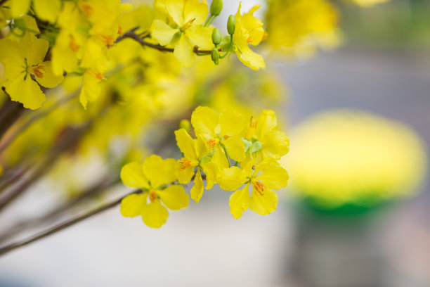 春节花坛装饰