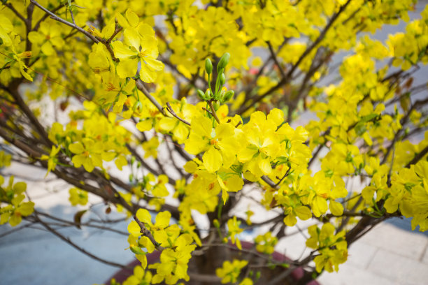 春节花坛装饰